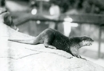 Ein Kurzkrallenotter im Londoner Zoo, August 1913